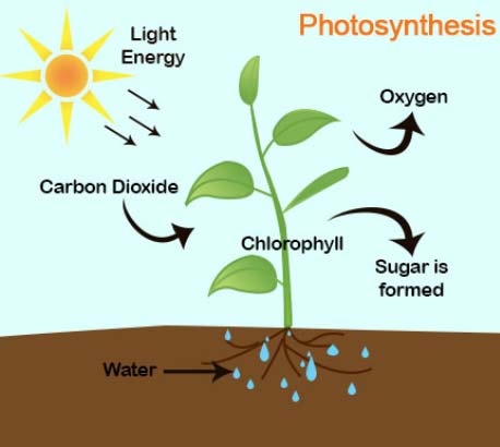 Photosynthesis